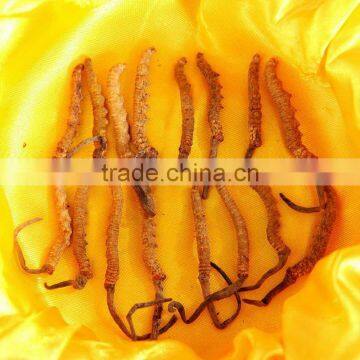 Cordyceps
