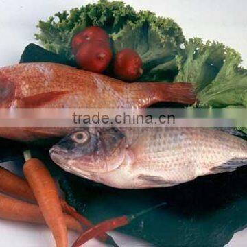 Tilapia [Siam Canadian Group Limited] seafood, fish, shrimp, fillet, squid