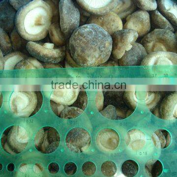IQF SHIITAKE