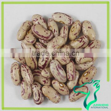 2016 New Crop LSKB Light Speckled Kidney Beans Exporting