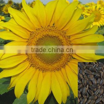 Inner Mongolia oil seed