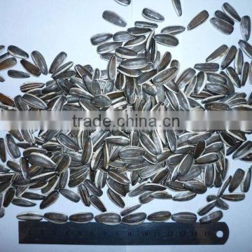 new crop Chinese Sunflower Seeds 5009,5135,20/64,22/64,24/64