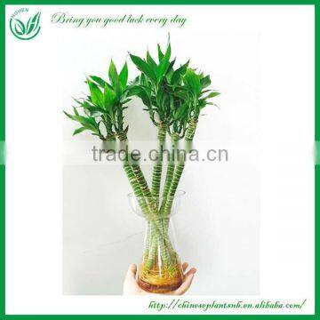 Lotus Lucky Bamboo Plant