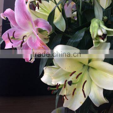 Free Shipping Sweet Smell Fresh Cut Lily Flower Fresh Flowers High Quality photo-3