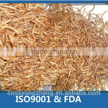 FDA Certification 2.8cm Microwave Dried Mealworms ;Dried Mealworms; Mealworms for Fish Food