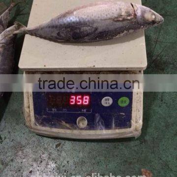 300-400g Frozen Fish photo-3