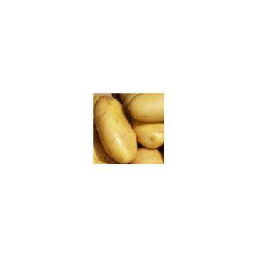 Holland Potato