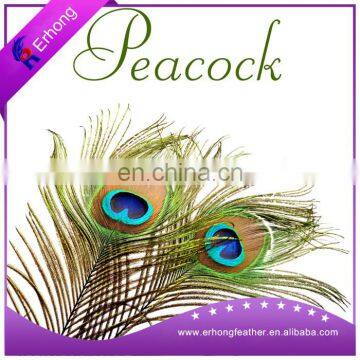 Factory supply top quality peacock feather