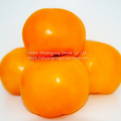 Hot Sale Fresh-eating Type Tomato Seed