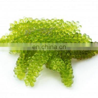 Sea Grapes High Quality Origin Vietnam/Dehydrated Sea Grapes photo-5