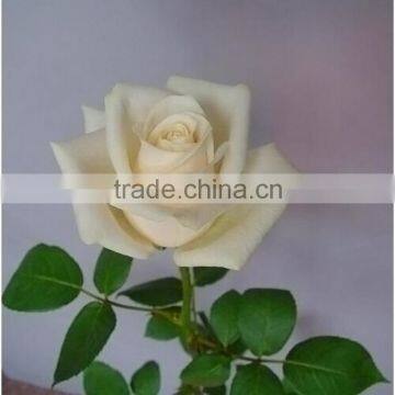 Colorful Vendela fresh cut white color rose