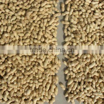 New Products Roasted Peanut in Shell Peanut With Shell Peanuts in Shell photo-2