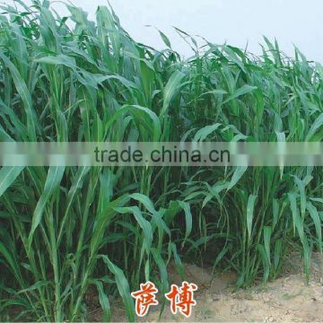 High Grade Sorghum Sudan Grass Seeds Sorghum Hybrid sudan grass Seeds For Cultivartion