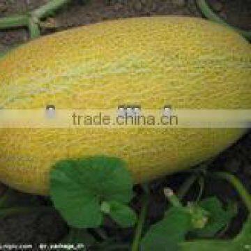 Xing yan oval shape yellow rind hami melon seeds