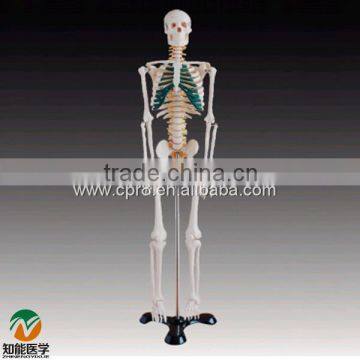 BIX-A1004 85cm Human Spinal Nerves Skeleton model