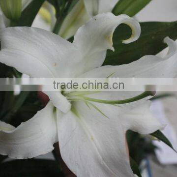 Wholesal lili white fresh cut flower buyer lily