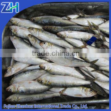 Wholesale frozen sardines in stock