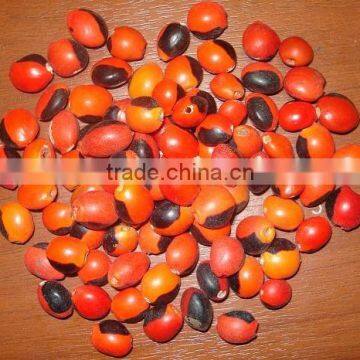 Huayruru Seeds' Beads