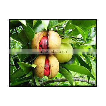 Best Quality Of Nutmeg Oil From BORG EXPORT |100% Natural Nutmeg Oil | At low Price