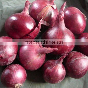 Red Bombay Onion photo-5