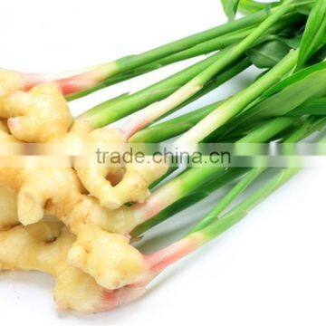 DRIED GINGER SUPPLIER