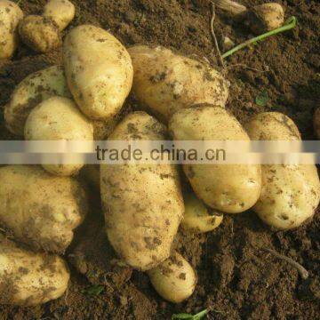 Fresh New Holland Potato