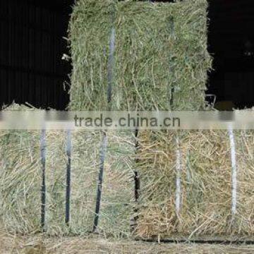 Double Compressed Premium Alfalfa Hay