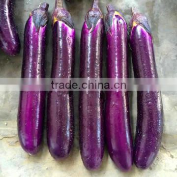 ME15 Zidu mid-early maturity red purple hybrid f1 eggplant seeds, aubergine seeds