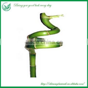 SP Spiral Lucky Bamboo