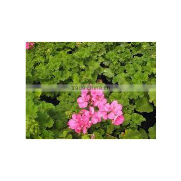 GERANIUM ESSENTIAL OIL