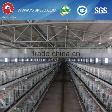 Types of Poultry House With Egg Collection System Machine photo-6