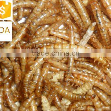 Natural animal feed and reptile food dried mealworm