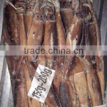 Frozen Illex Squid photo-3