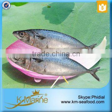 Fresh land frozen mackerel whole round