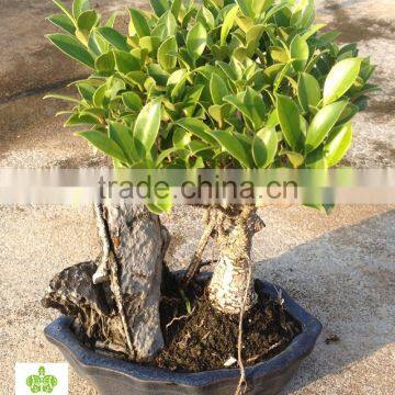 Bonsai Tree With Stone photo-2