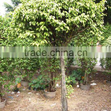 Ficus Benjamina photo-3