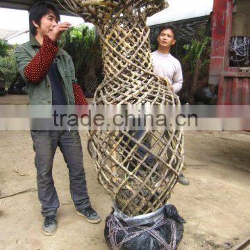 Lagerstroemia Indica Bottle Shape Cage Shape Trees Loading Container photo-2