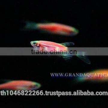 Pink Danio Fish Farm For Sale and Aquarium Fish Export photo-5