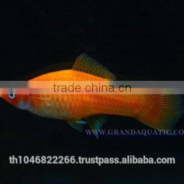 Swordtail Fish / Live Ornamental Fish photo-4