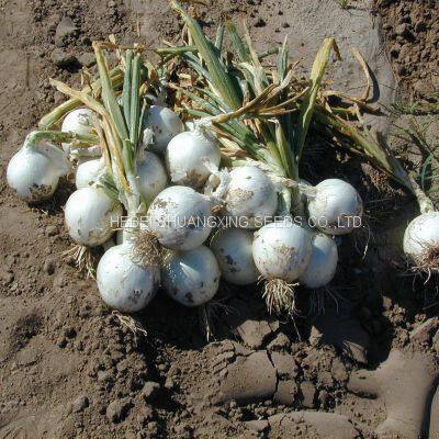High Yield and Good Disease-resistant White Onion Seeds for Planting photo-3