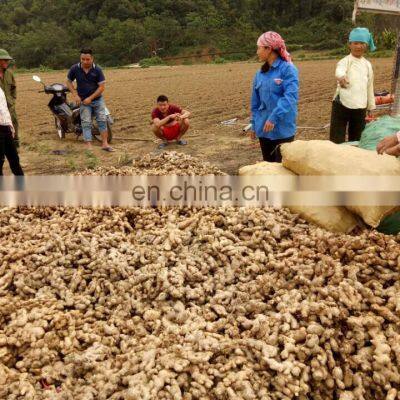 Fresh Ginger From Vietnam photo-2