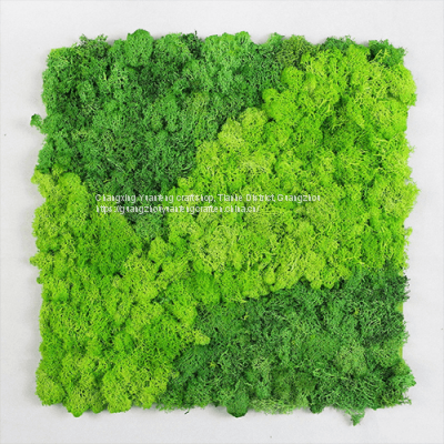 DIY architectural nature yellow moss wall pannel moss covering on a wall