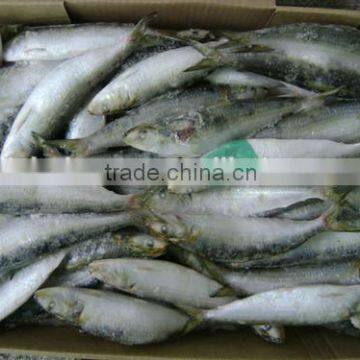 Frozen best sardines brands frozen fish feed 90-100 pcs