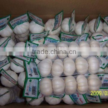 Chinese Fresh Pure White Garlic