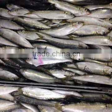 Frozen Sardine Fish Sardinella Longiceps From Pacific Ocean photo-3