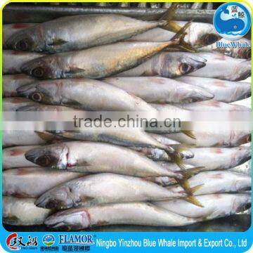 200-300g 300-500g 400-600g Frozen Chinese Pacific BQF Mackerel