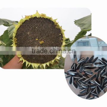 Chinese hybrid confectionery sunflower seeds