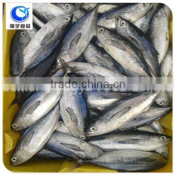 Block Shape and Sardine Variety Frozen Skipjack Tuna Whole Round photo-6