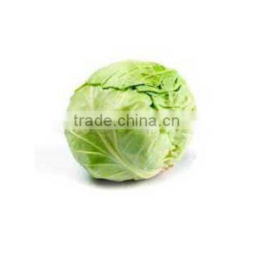 Cabbages