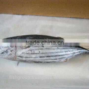 Skipjack Whole Round (frozen on Board) photo-2
